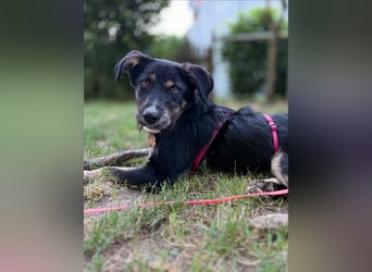 Hundedame BENI auf PS in 76829 Landau
