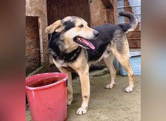 MATTES, Rüde, knapp 7 Jahre, 54cm, Mischling, Tierschutz