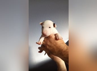 Miniatur Bullterrrier Welpe Hündin