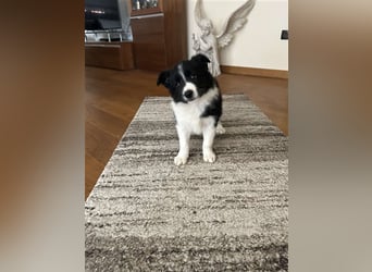 Border Collie Welpe