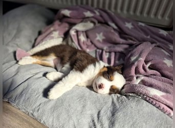 Mini Aussie Hündin / Mini American Shepherds aus Liebevoller Aufzucht