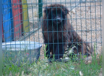 Arzu - Chow Chow Junghundrüde, geb. ca. 2022, sucht Freunde dieser Rasse