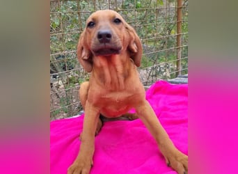 Tora ❤️ süße, aktive Labi-Mix Hündin