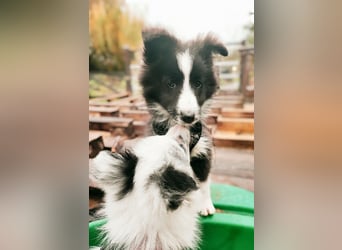 Sheltie 's wahre Seelenhunde