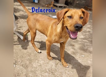 Delacroix 11/2022 (ESP) - verspielter, liebevoller und sportlicher Jagdhund-Mix Junghund!