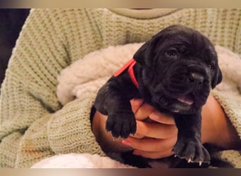 Cane Corso Welpen aus Liebevoller Familie