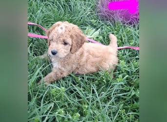 Cockapoo bereit zum Lieben!  - Schenken Sie sich selbst bedingungslose Liebe –