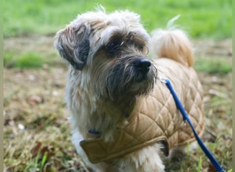 Pufi - verschmuster Wegbegleiter