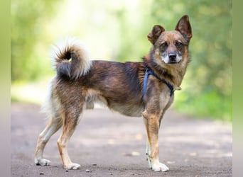Kleiner Familienhund Patrick sucht ein Zuhause.