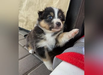 Knuddelige Australian Shepherd Welpen suchen Stellung für's Leben