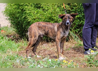 Peanut, Mix Labrador / Rafeiro Alentejano, lieb und sozial