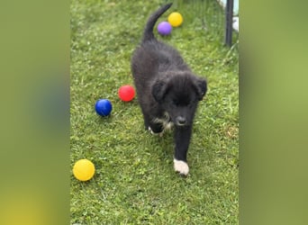 Australian Shepherd Welpen in  Black Bi