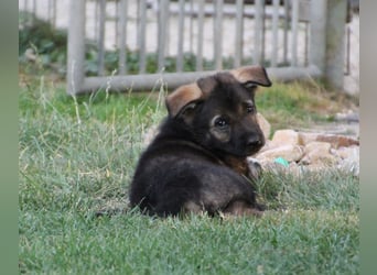 Schäferhund Welpen mit VDH Ahnentafel