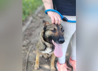Die liebe Valentina sucht ein Zuhause !