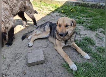 Emma - liebe, soziale, katzenverträgliche Schäferhundmix-Hündin mit Handicap / noch in Rumänien