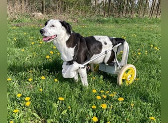 Rollihund FELIX - der hübsche, lebensfrohe Rüde sucht ein liebevolles Für-Immer Zuhause