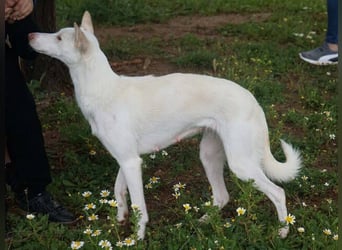 Mykeme (Spanien) - zarte Podenco-Mischlingshündin