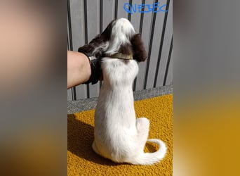 English setter Rüde Welpe