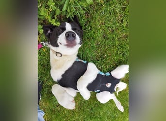 Ervin würde gerne bald das Tierheim verlassen !