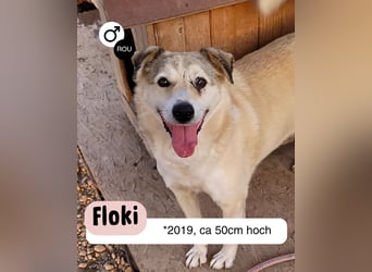 FLOKI - zeigst du mir die Welt?