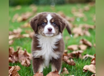 Traumhafte Mini Australian Shepherd Welpen suchen ab sofort ein liebevolles Zuhause