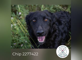 Chip 2277422: Sucht ein Zuhause