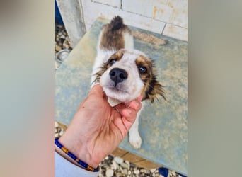 Zuckerschnute EMIL ist ein neugieriger und verspielter Hundebub