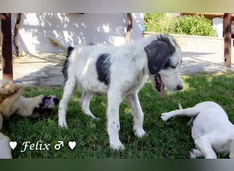 Felix und Freddie suchen absofort ein Zuhause