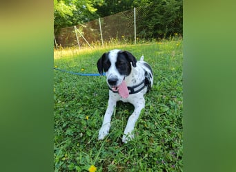 lieber Pointer Mischling Merlin sucht ein Zuhause oder Pflegestelle