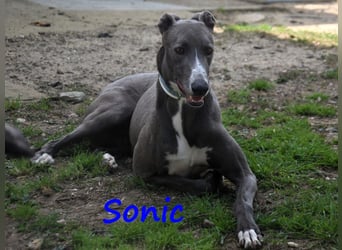 Sonic 04/2020 (ESP) - bildschöner, sehr lieber und eleganter Galgo!
