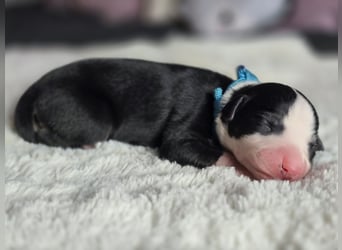 Whippet Welpen suchen liebevolle Familien