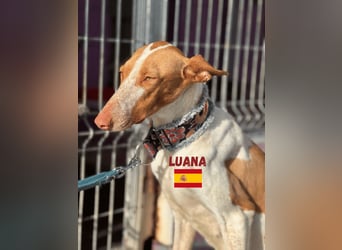 Luana,geb.03/24,Podenco Mädel sucht ihre Familie