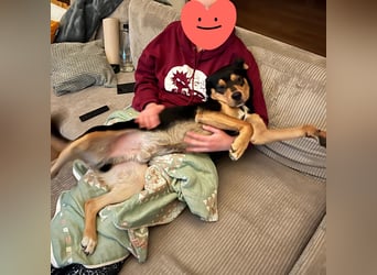Zako sucht sein Für-Immer-Zuhause ❤️