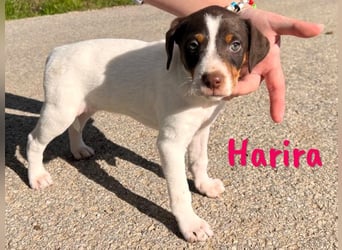 Harira 12/2024 (ESP) - neugierige, süße Bodeguero-Pinscher-Mix Welpin!