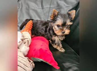 Yorkshire-Terrier Welpen,  reinrassig mit Ahnentafel sofort abgabebereit