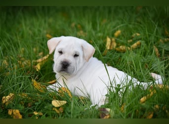 Shar-Pei x Labrador Mix Welpe Frenchy stellt sich vor......