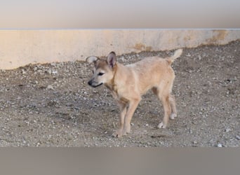 lustige kleine Bluma bringt viel Freude