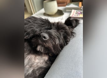 "Pumi“ – junge Schnauzer-Pumi-Mix Hündin sucht ländliches Zuhause