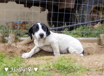 Holly, Hank und Herbie suchen ab sofort ein Zuhause