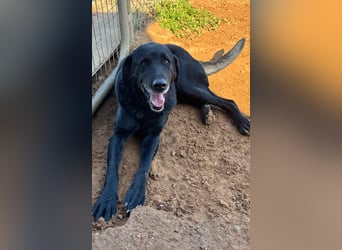 unproblematischer, feiner Hundkerle