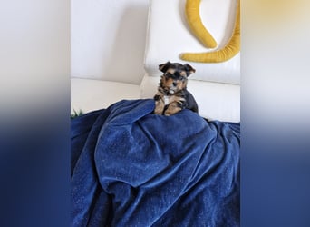 Yorkshire Terrier Welpen mit Stammbaum, Farbe Black Tan in Baden-Württemberg