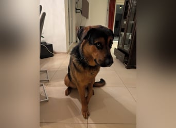 Rottweiler Schäferhund Mischling
