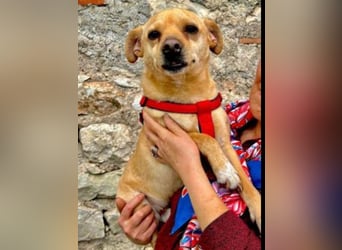 Winnie Piccolo: kleiner Charmeur sucht Dich