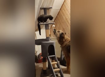 Briard Mischling abzugeben