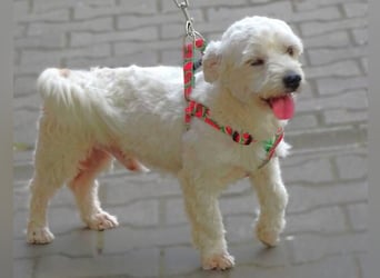 MARVIN, Malteser Mix