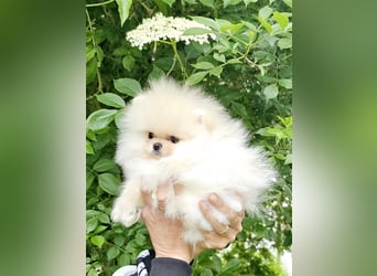 Pomeranian Zwergspitz