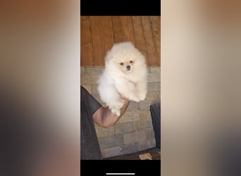 Pomeranian Welpen