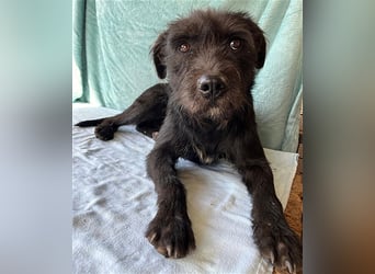 ❤️ RANDY mit den traurigen Augen - 1 Jahr, 45cm/15kg - Schnauzer-Mix