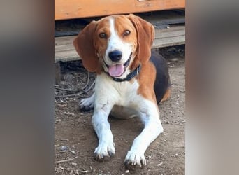 Beagle-Mix Pablito - verspielt und freundlich