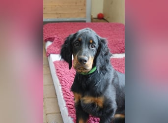 Gordon Setter Mädchen Sheila und Scarlett suchen nette Kuschelpartner